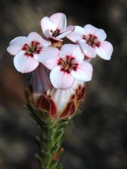 Erica ampullacea obbata