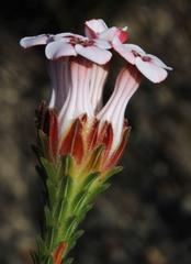 Erica ampullacea obbata
