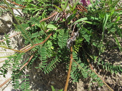 Onobrychis biebersteinii