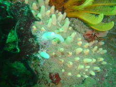 Candelabrum tentaculatum