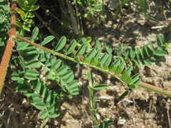 Onobrychis biebersteinii