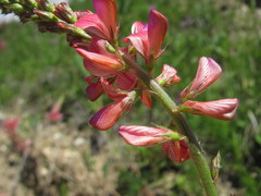 Onobrychis biebersteinii