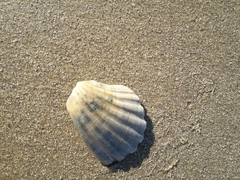 Acanthocardia tuberculata