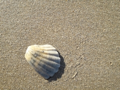 Acanthocardia tuberculata