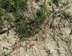 Onobrychis biebersteinii