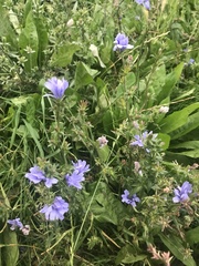 Cichorium intybus
