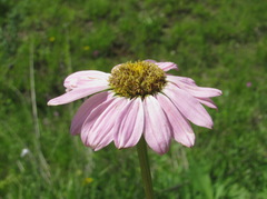 Tanacetum coccineum