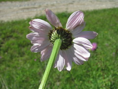 Tanacetum coccineum