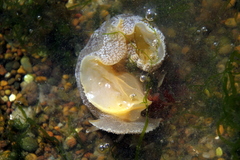 Pleurobranchaea maculata