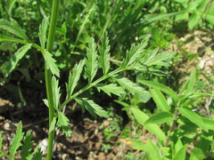 Tanacetum coccineum