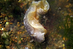 Pleurobranchaea maculata