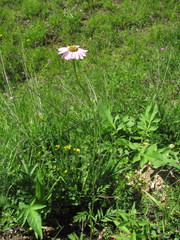 Tanacetum coccineum