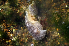 Pleurobranchaea maculata