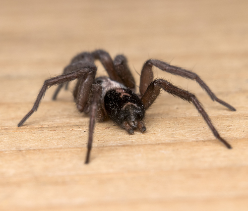 Western Parson Spider