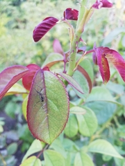 Hulecoeteomyia
