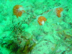 Tubulariidae