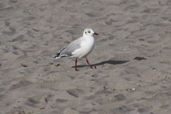 Chroicocephalus maculipennis