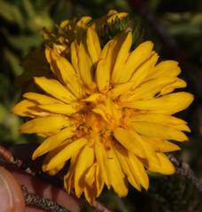 Lachnaea aurea