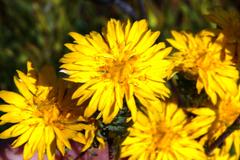 Lachnaea aurea