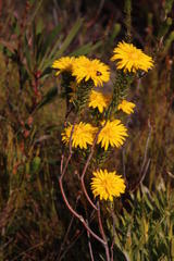 Lachnaea aurea