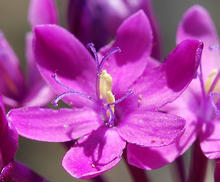 Thereianthus minutus