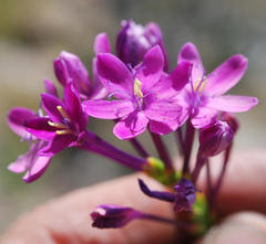 Thereianthus minutus