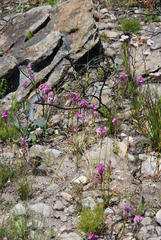 Thereianthus minutus