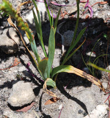 Thereianthus minutus