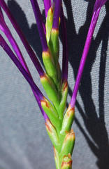 Thereianthus minutus