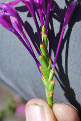 Thereianthus minutus