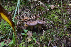 Lactarius trivialis
