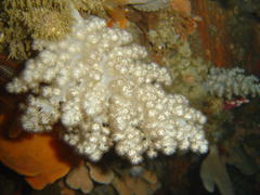 Eunephthya thyrsoidea