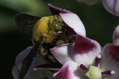 Xylocopa pubescens