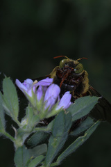 Xylocopa pubescens
