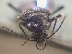 Phlaeopterus