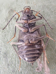 Phlaeopterus