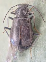 Phlaeopterus