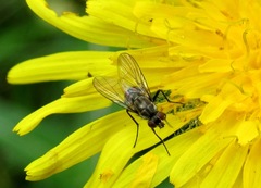 Limnophora triangula