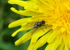 Limnophora triangula