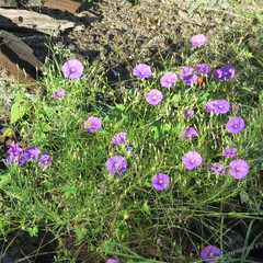 Ipomoea ternifolia leptotoma