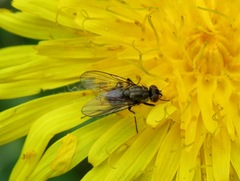 Limnophora triangula