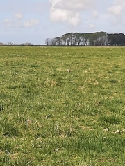 Rhynchotus rufescens