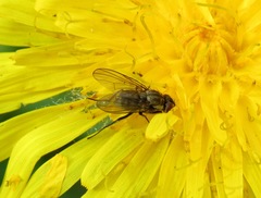 Limnophora triangula