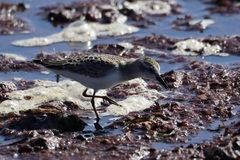 Calidris minutilla