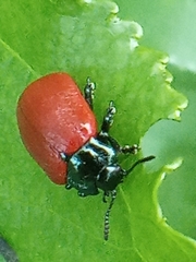 Chrysomela populi
