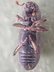 Hylastes gracilis