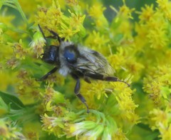 Bombus vancouverensis
