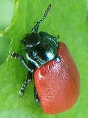 Chrysomela populi