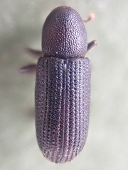 Hylastes gracilis
