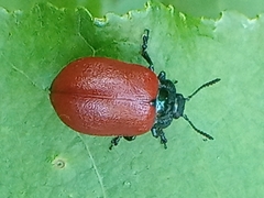 Chrysomela populi